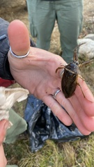 Lethocerus americanus