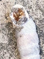 Chondrina