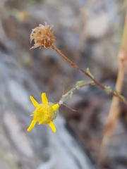 Pulicaria paludosa