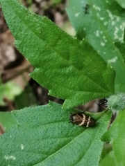 Aeneolamia albofasciata