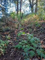 Actaea elata