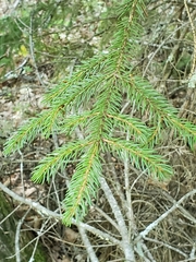 Picea rubens