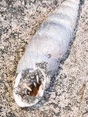Chondrina