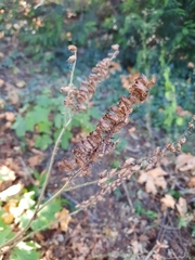 Actaea elata
