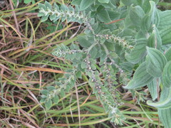 Lithospermum parviflorum