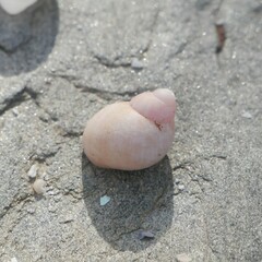 Phasianella ventricosa