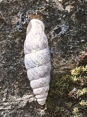Chondrina