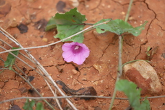 Ipomoea muelleri