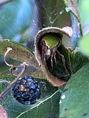 Araneus detrimentosus