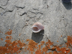 Phasianella ventricosa
