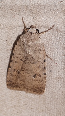 Caradrina clavipalpis