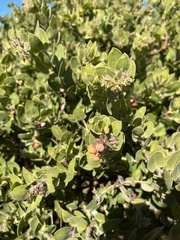 Arctostaphylos viridissima