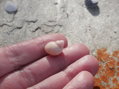 Phasianella ventricosa