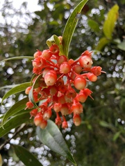 Psammisia graebneriana