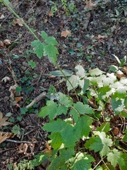 Actaea elata
