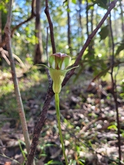 Pterostylis baptistii