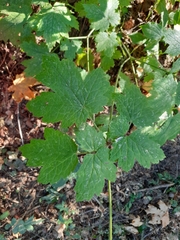 Actaea elata