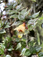 Ericaceae