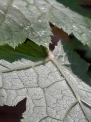 Actaea elata