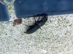 Scarites subterraneus