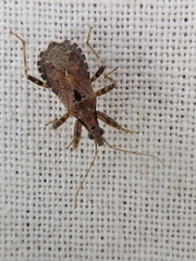 Himacerus mirmicoides