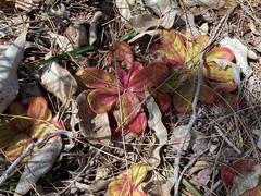 Drosera collina