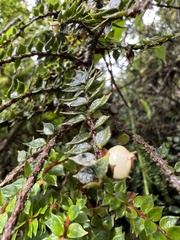 Ericaceae