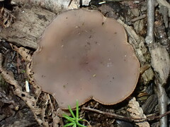Peziza griseorosea