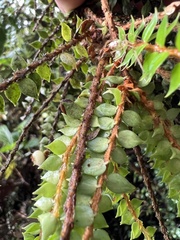 Ericaceae