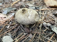 Lycoperdon perlatum