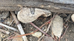 Spongiporus leucospongia
