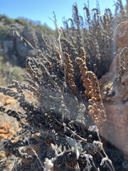 Myriopteris clevelandii