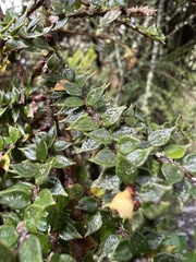 Ericaceae
