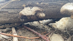 Spongiporus leucospongia