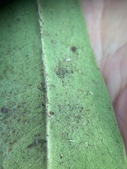 Stephanitis pyrioides