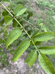 Zanthoxylum clava-herculis