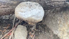 Spongiporus leucospongia