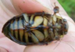 Dytiscus circumflexus