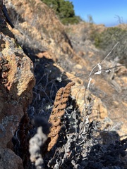 Myriopteris clevelandii