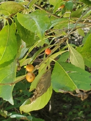 Ilex mucronata