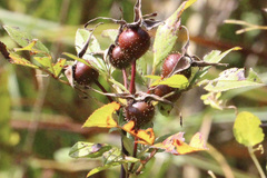 Rosa palustris