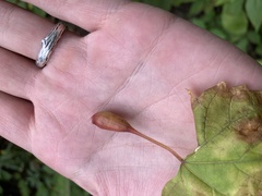 Neolasioptera vitinea