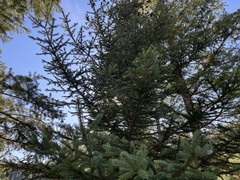 Picea glauca