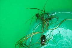 Dytiscus circumflexus