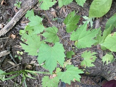 Neolasioptera vitinea