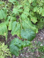 Acer pensylvanicum
