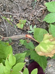 Neolasioptera vitinea