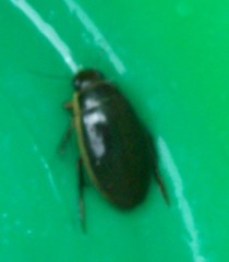 Dytiscus circumflexus