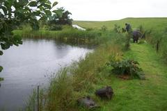 Dytiscus circumflexus