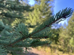 Picea glauca